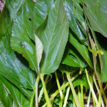 山间地头常见野菜的功效及吃法