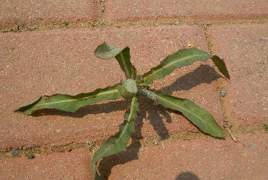 山间地头常见野菜的功效及吃法