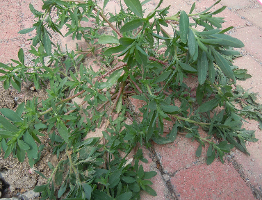 山间地头常见野菜的功效及吃法