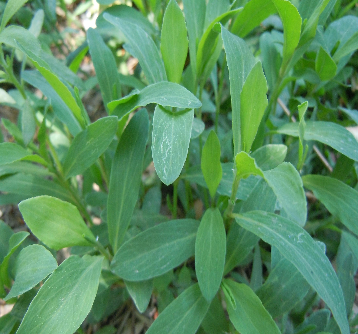 山间地头常见野菜的功效及吃法