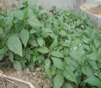 山间地头常见野菜的功效及吃法