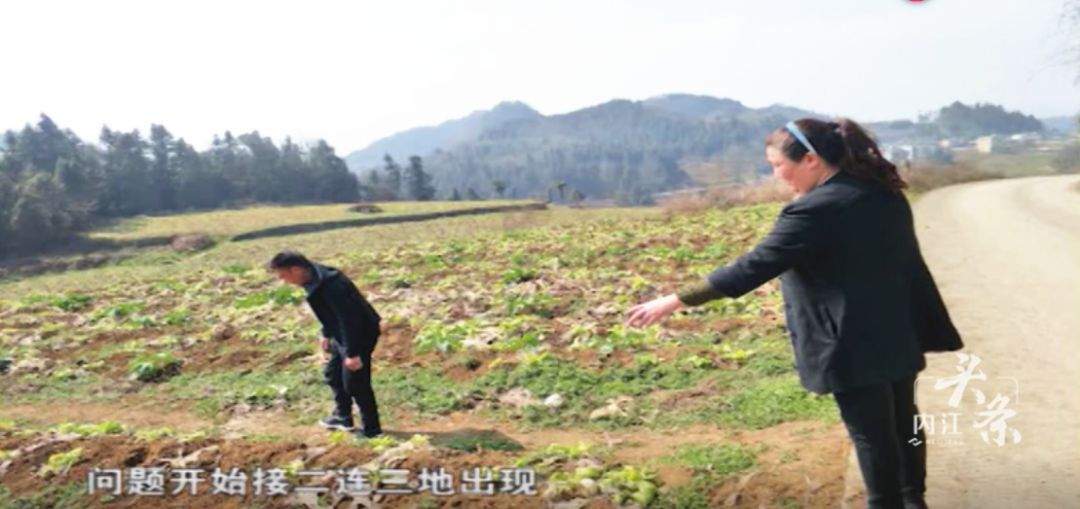 内江一种植户交货后被拖欠款项，告上法庭反变被告，究竟谁在违约？