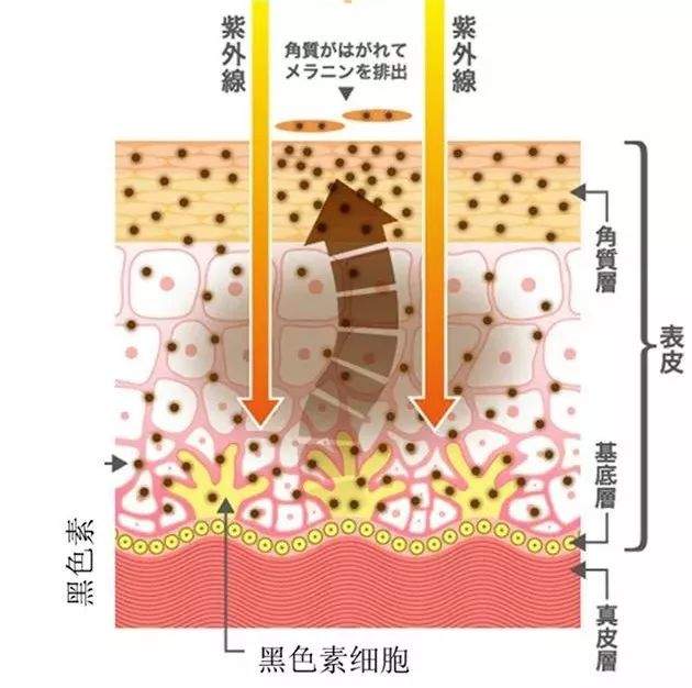 美白新思路 | 黑色素是杀不完的，但你可以劝它休假呀！