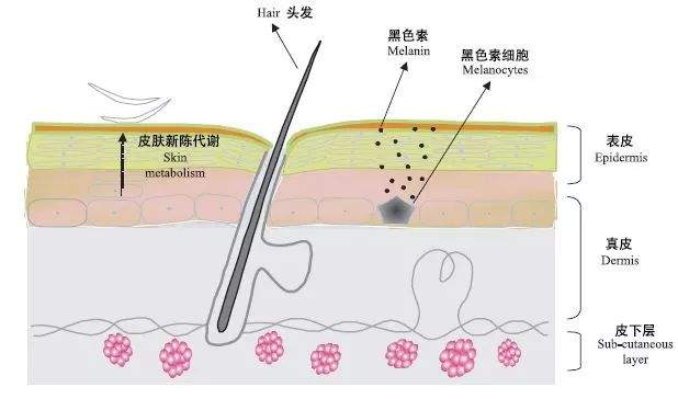 美白新思路 | 黑色素是杀不完的，但你可以劝它休假呀！