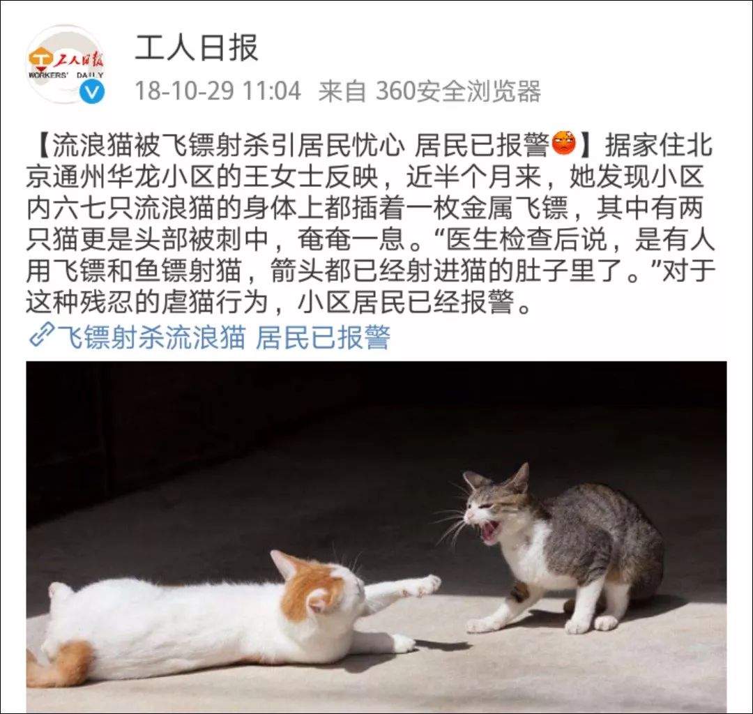 上海射猫男子被依法拘留，律师表示之后可能会判刑