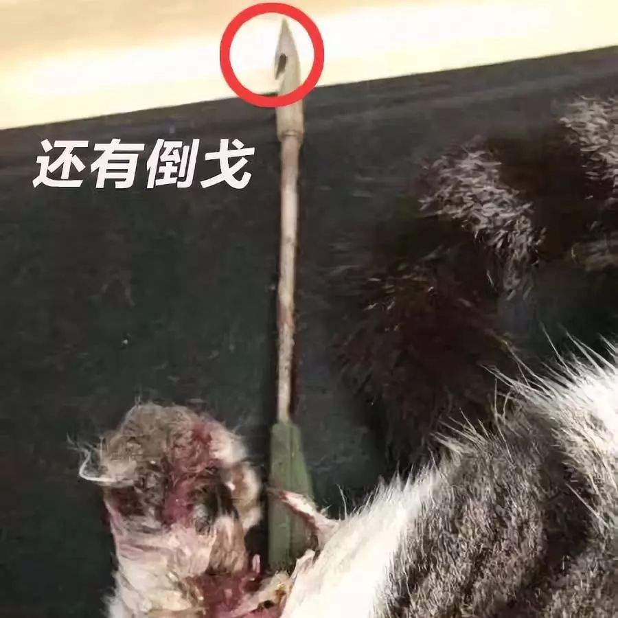 上海射猫男子被依法拘留，律师表示之后可能会判刑