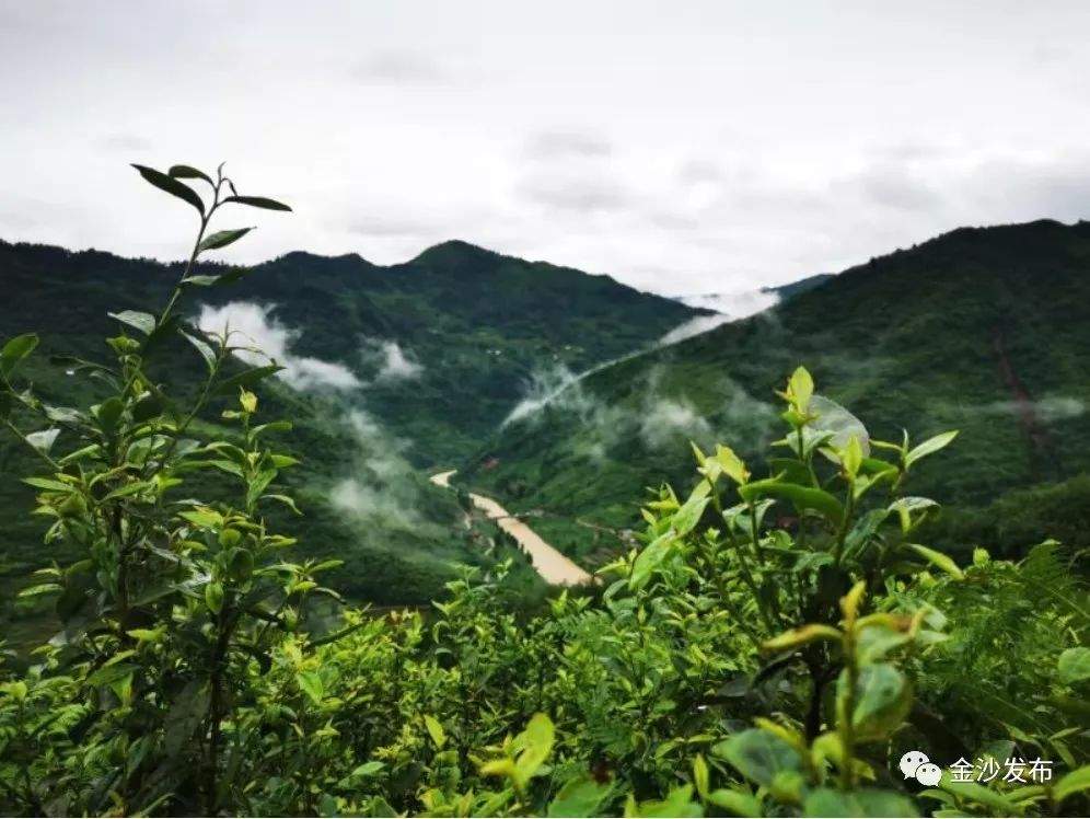 【欣赏】雨后的贡茶之乡 你去过吗？