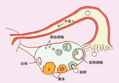 患有卵巢囊肿，还有怀孕的机会吗?