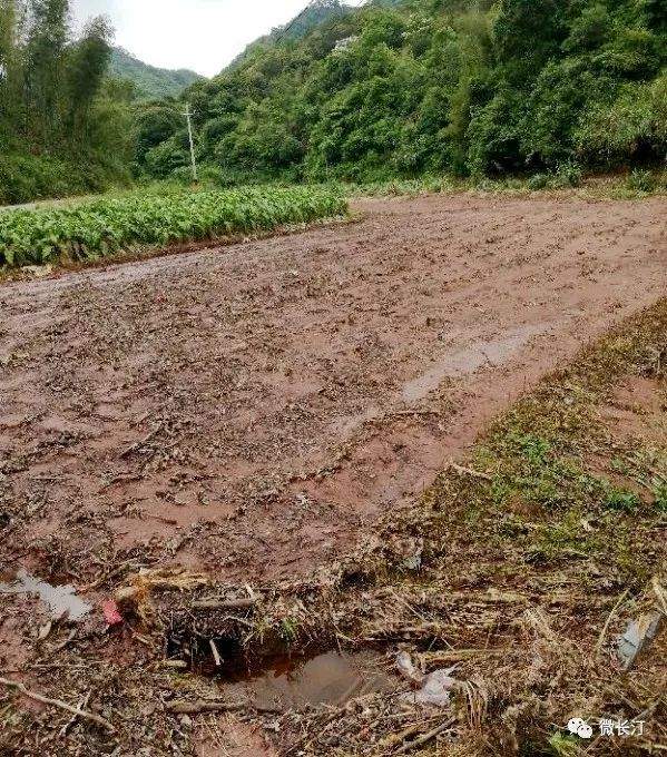 今日要闻丨长汀：县长马水清赴乡镇调研强降雨受灾情况和部署防汛工作