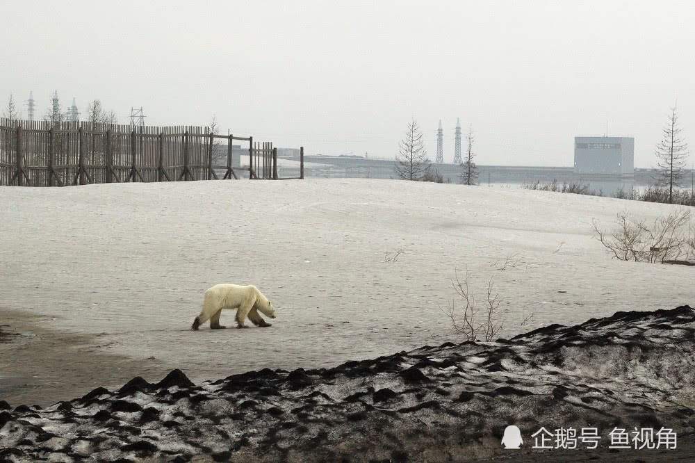 气候变暖的悲剧：北极熊流浪千里到俄罗斯觅食，饿到无力瘫倒路边