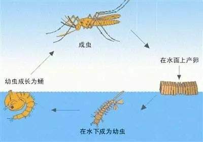 关于蚊子，你真的了解吗？