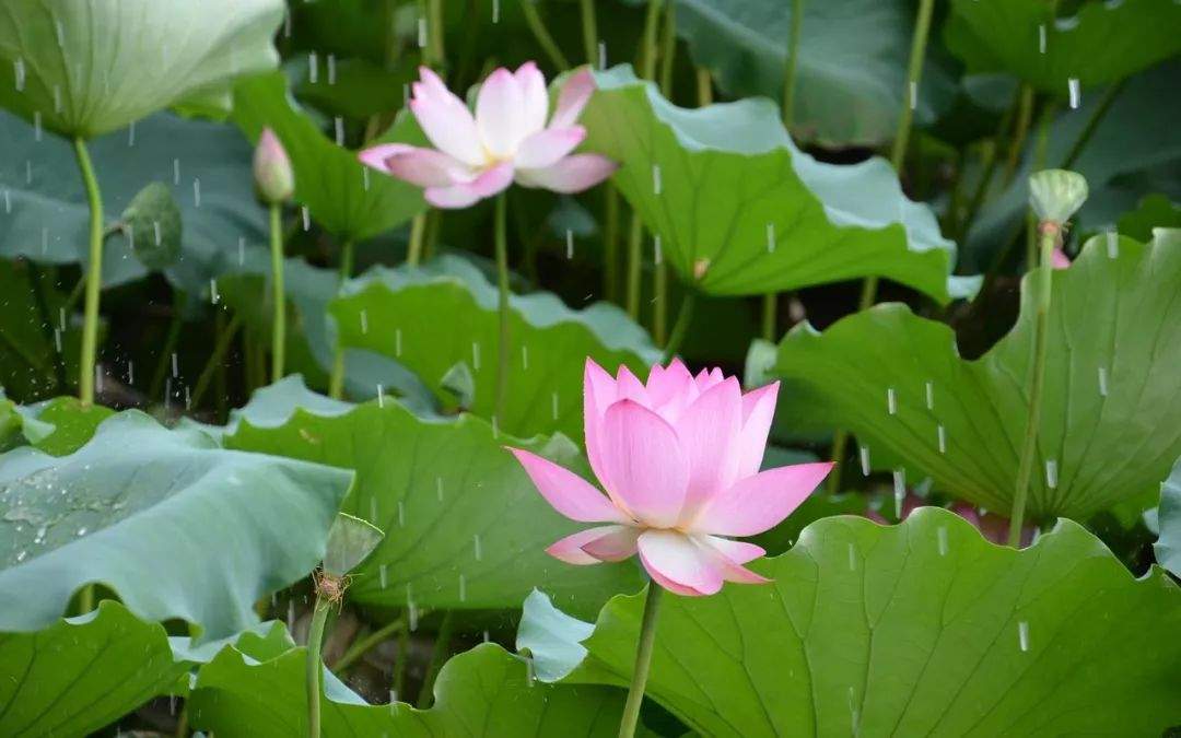 节气电台第二十九期 | 夏至，东边日出西边雨，道是无晴却有晴