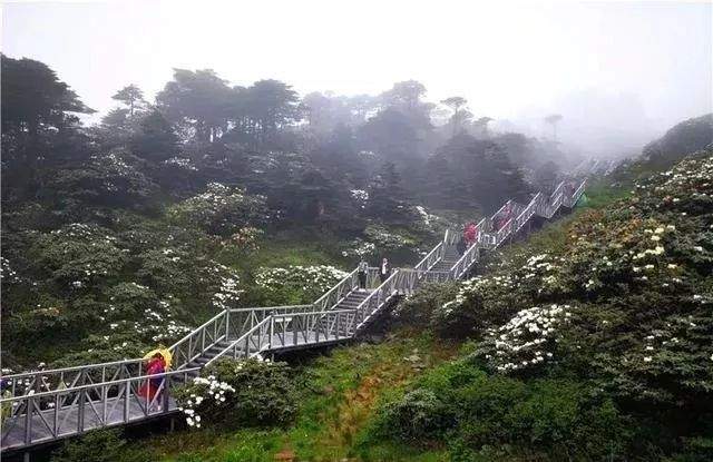 避暑攻略｜夏季均温19℃的大理苍山，才是当之无愧的纳凉避暑地！