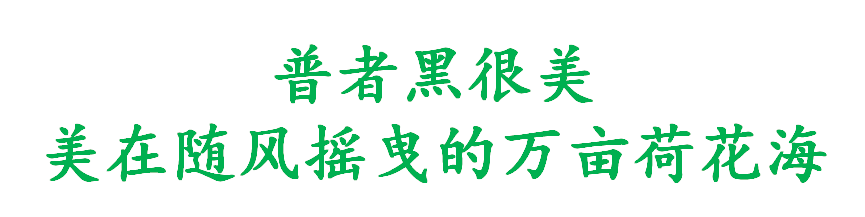 云贵2万亩荷花齐盛开，浪漫到窒息，错过再等一年！