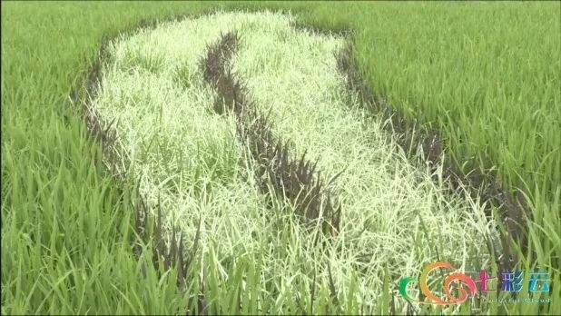 禄丰惊现“稻田怪圈”居然长出一幅巨型恐龙图