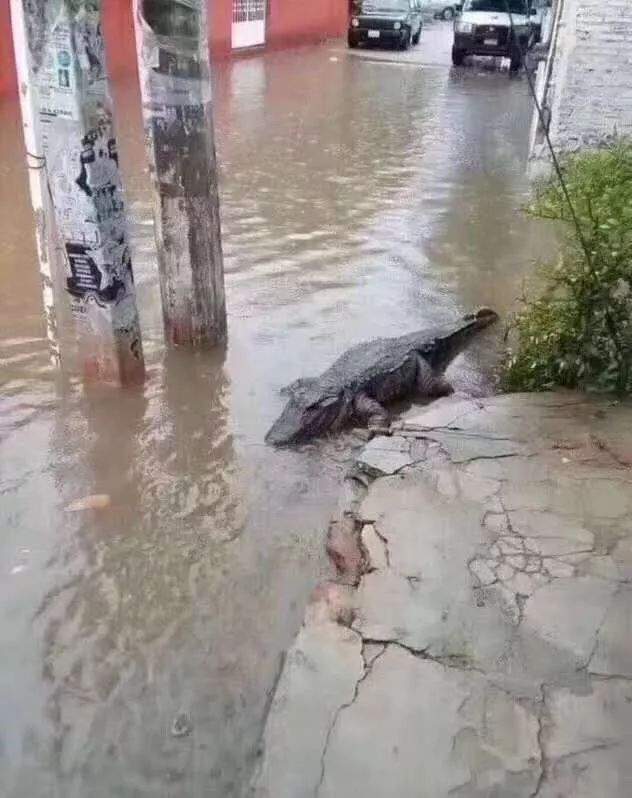 鄂州全市防汛！强降雨袭击，中考延迟，这些路段交通中断…