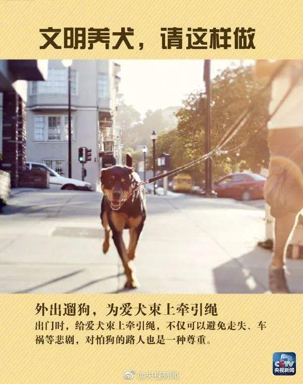 违规养犬被警察查处，南宁男子竟攻击采访记者！家有爱犬千万要注意这个问题→【930新闻眼】