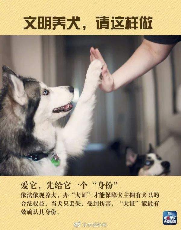 违规养犬被警察查处，南宁男子竟攻击采访记者！家有爱犬千万要注意这个问题→【930新闻眼】