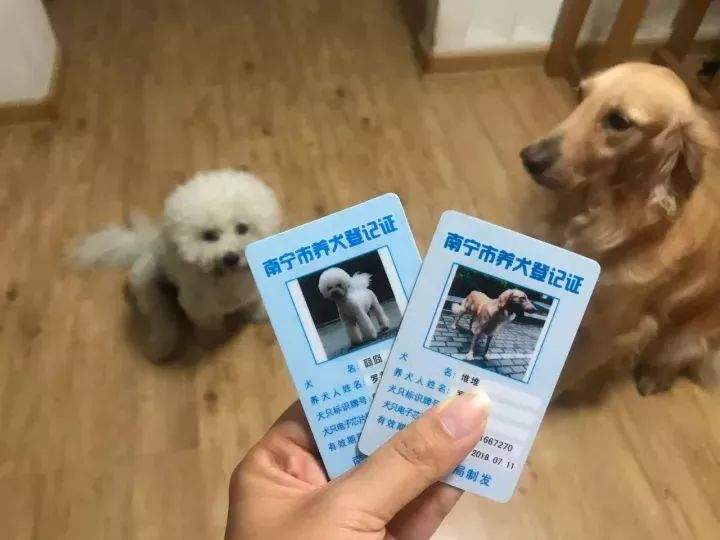 违规养犬被警察查处，南宁男子竟攻击采访记者！家有爱犬千万要注意这个问题→【930新闻眼】