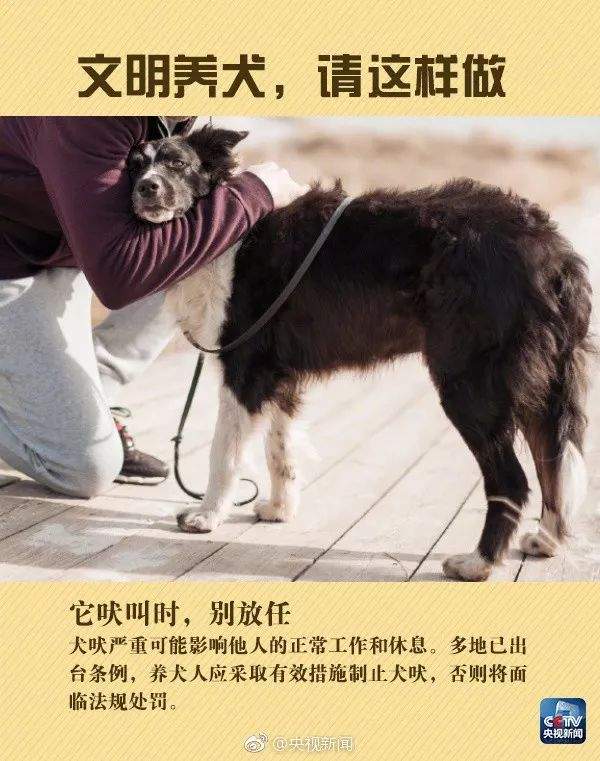 违规养犬被警察查处，南宁男子竟攻击采访记者！家有爱犬千万要注意这个问题→【930新闻眼】