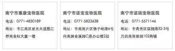 违规养犬被警察查处，南宁男子竟攻击采访记者！家有爱犬千万要注意这个问题→【930新闻眼】