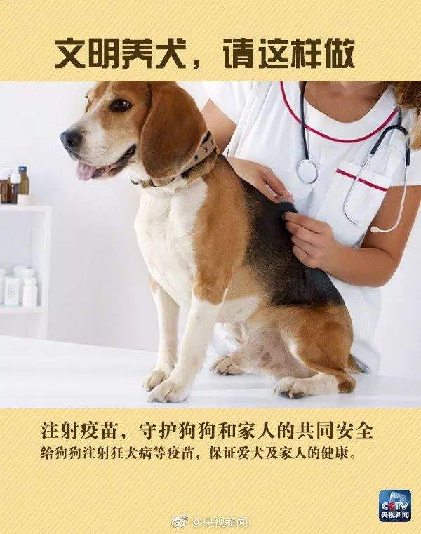 违规养犬被警察查处，南宁男子竟攻击采访记者！家有爱犬千万要注意这个问题→【930新闻眼】