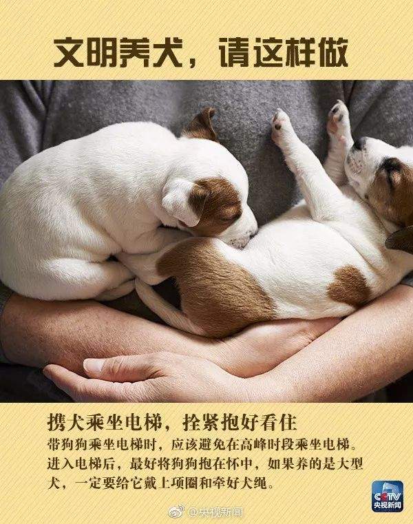 违规养犬被警察查处，南宁男子竟攻击采访记者！家有爱犬千万要注意这个问题→【930新闻眼】