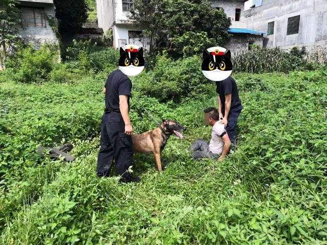 德保：警犬“苏铁”10分钟助力警方擒嫌犯