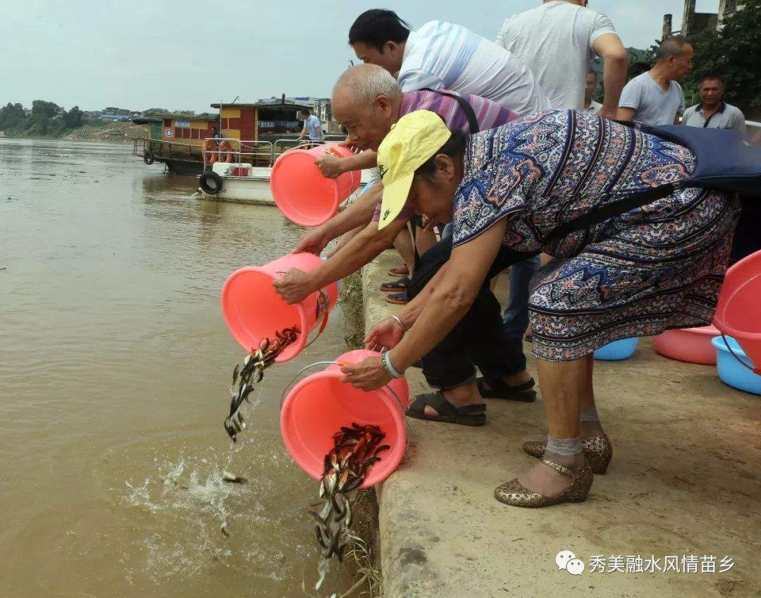 融水增殖放流 155万尾鱼苗！