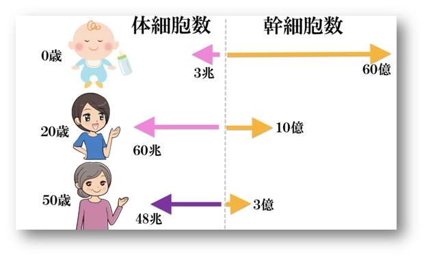 人体内的干细胞是无限增长的吗？