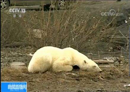 俄罗斯街头惊现北极熊 背后原因让人心痛