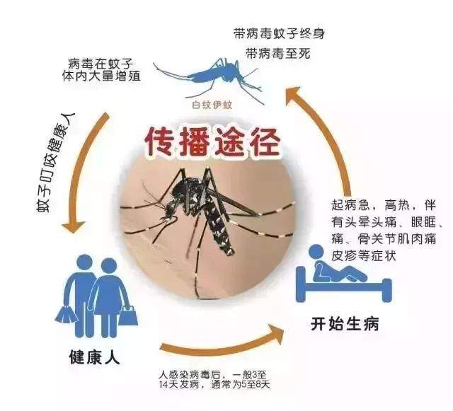 登革热来袭不用怕，预防是关键！