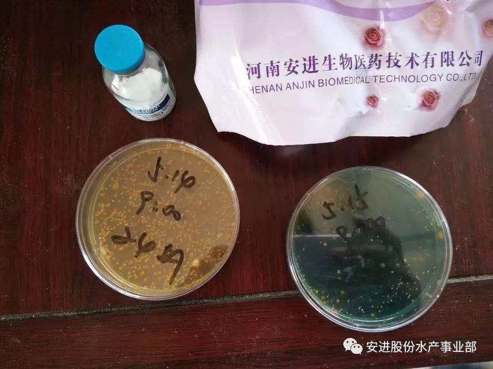 对虾养殖最大的威胁，排塘率增高的元凶，对虾早期死亡综合症再次走进公众视野，怎么破？