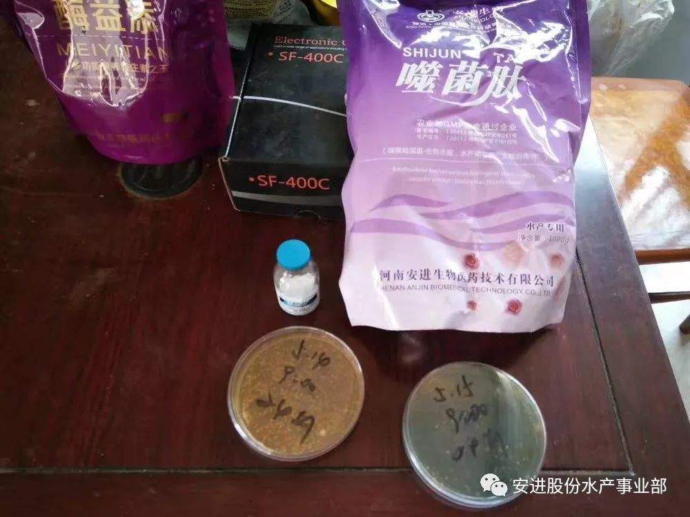 对虾养殖最大的威胁，排塘率增高的元凶，对虾早期死亡综合症再次走进公众视野，怎么破？