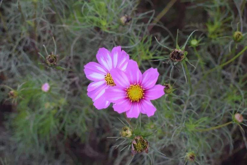 生命的小花在怒放中芬芳