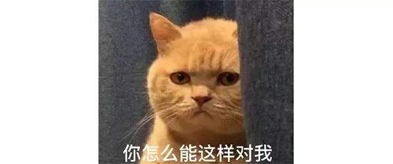 拿什么拯救你，抖音里的猫咪！