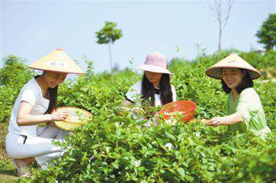 种植中药材：选择适宜种植区域 建立无公害生产体系