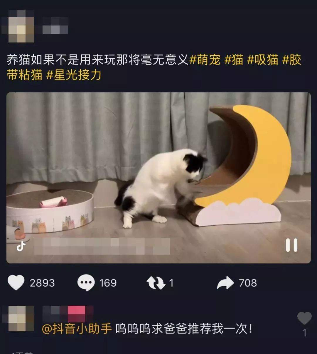 拿什么拯救你，抖音里的猫咪！