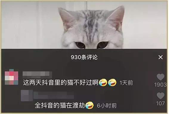 拿什么拯救你，抖音里的猫咪！