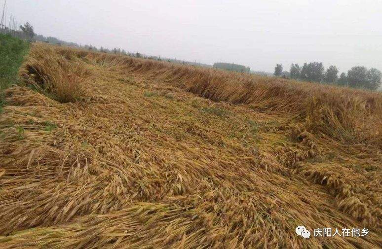 庆阳多地小麦倒伏在地，霉变发芽农民苦不堪言