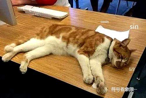 橘猫跑进教室听课，校方给它办了张学生证，学生：不努力不行了