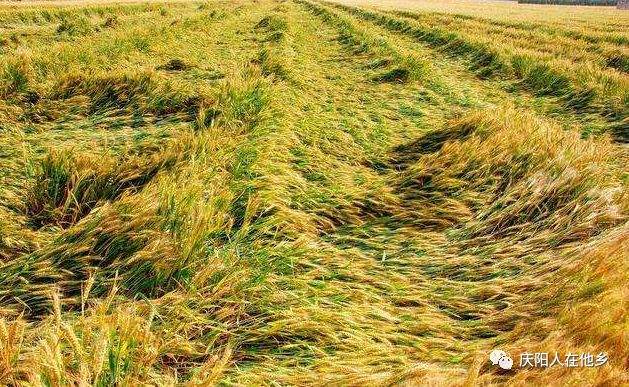 庆阳多地小麦倒伏在地，霉变发芽农民苦不堪言