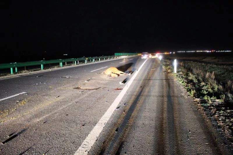 【内蒙古新闻】深夜两起车祸 一次撞死牛 一次撞死马……