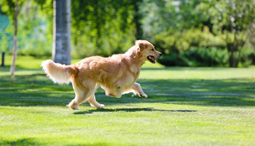 顺德警方通报“打死金毛犬”案：暂未发现嫌疑人殴打老人行为