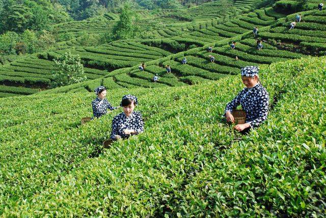 传统手工制茶工艺，匠心精制每一片茶