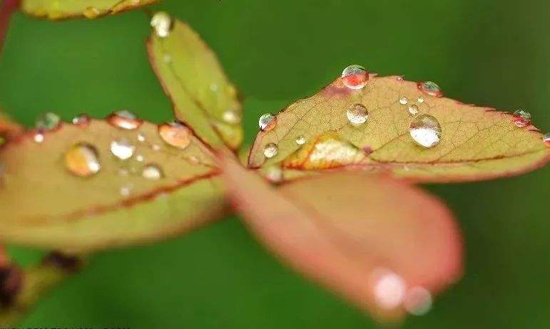 雨后天晴║仇宪文