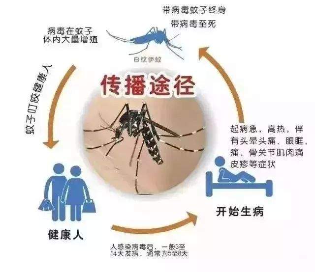 当心！湖南报告70例登革热病例！都是这种蚊子害的…