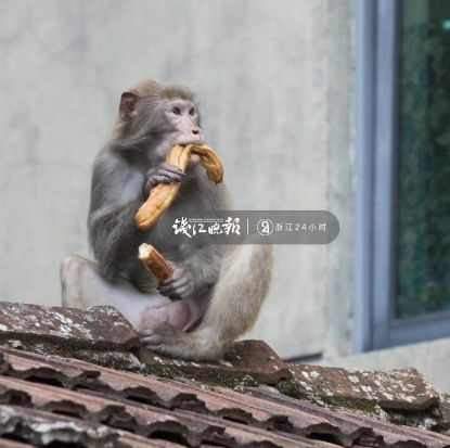 打劫！杭州这只猴子多次打劫游客！有人当场杀了只鸡给猴看，结果亮了