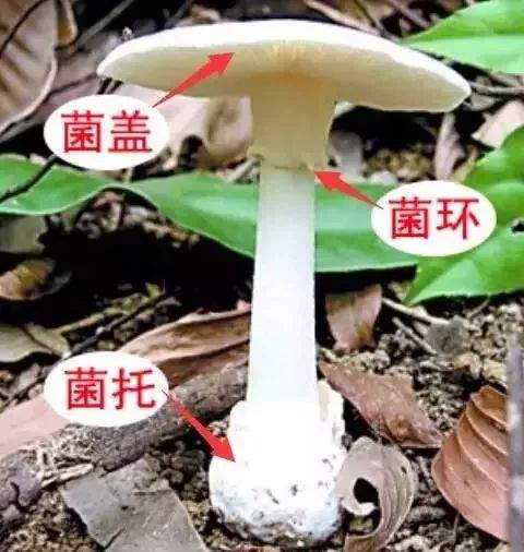 云南吃菌中毒事件频发已造成多人死亡，这些有毒的菌子要注意！