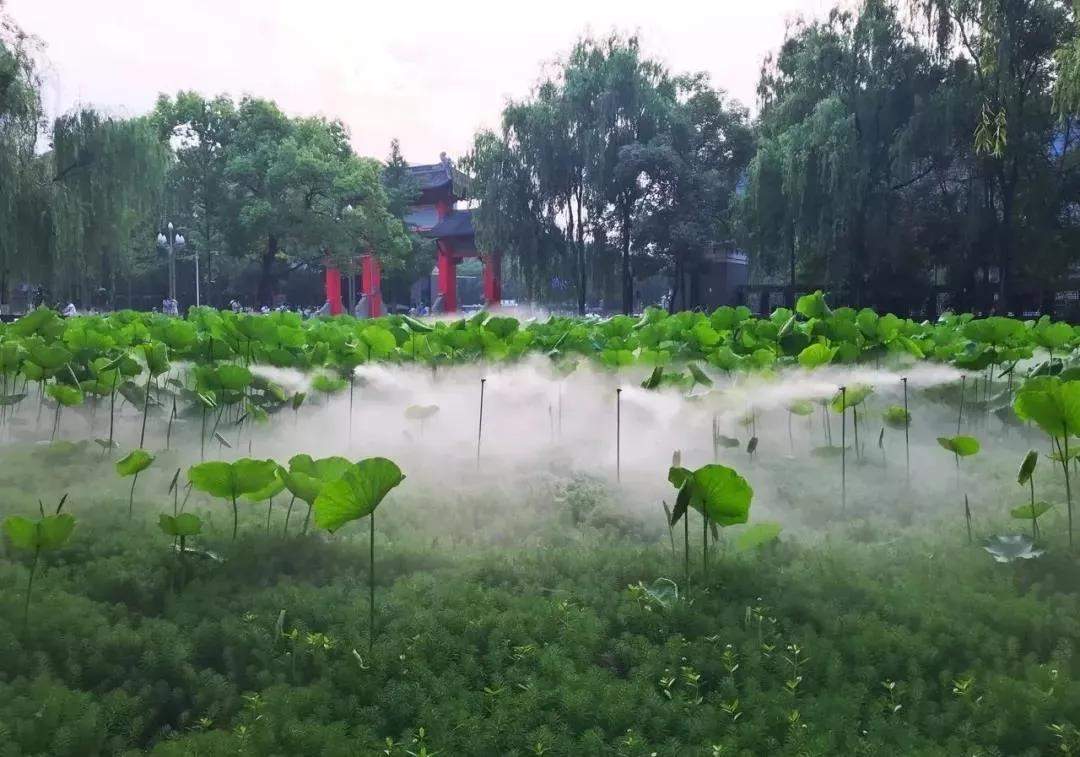  成都赏荷地图出炉，交通信息拿走~